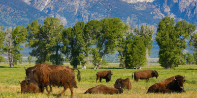 Buffalo Wyoming