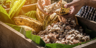 cacao beans