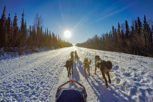 dog sledding midnight sun