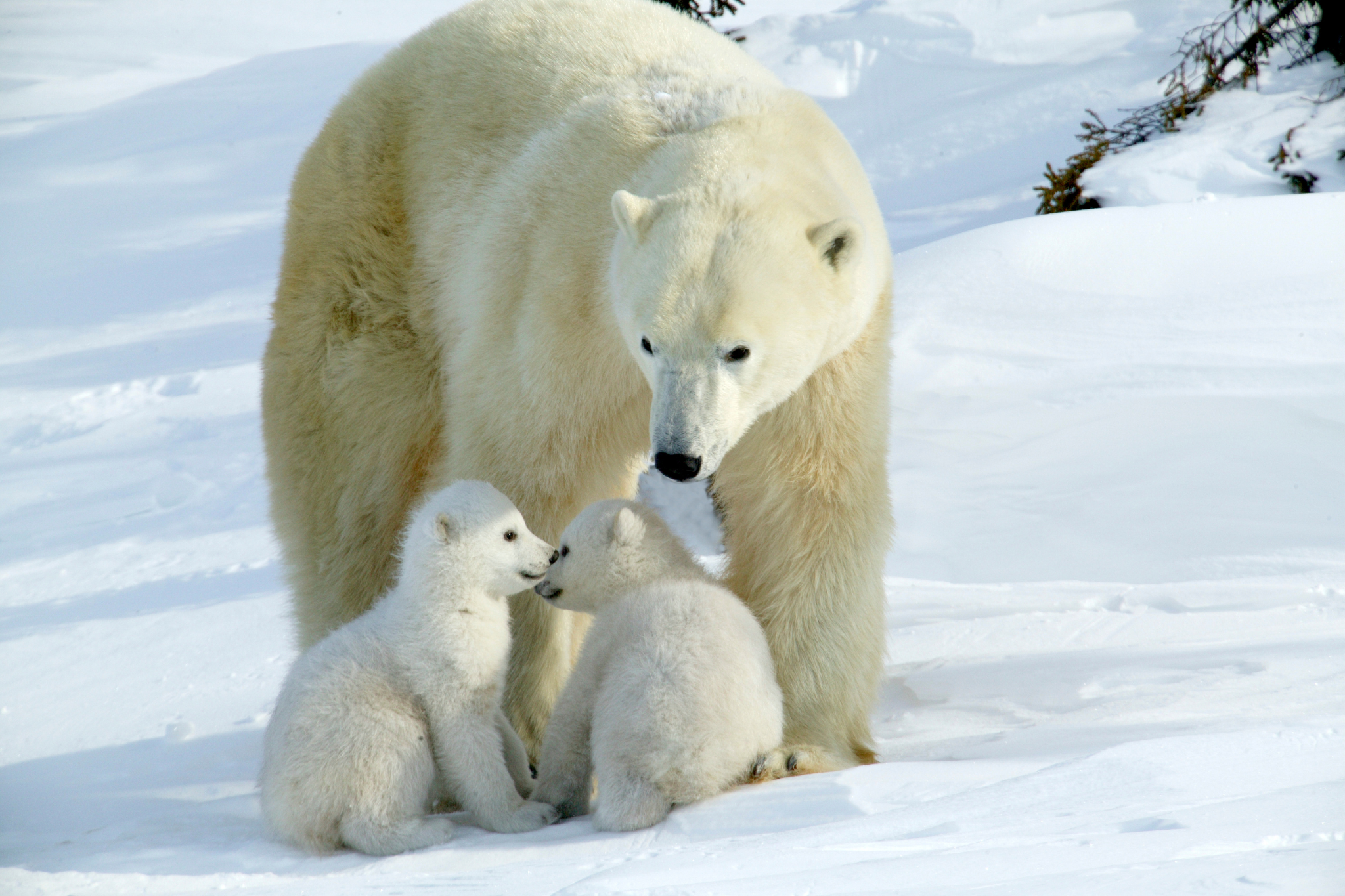 polar bears