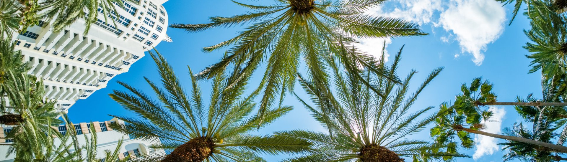 palm trees and sky