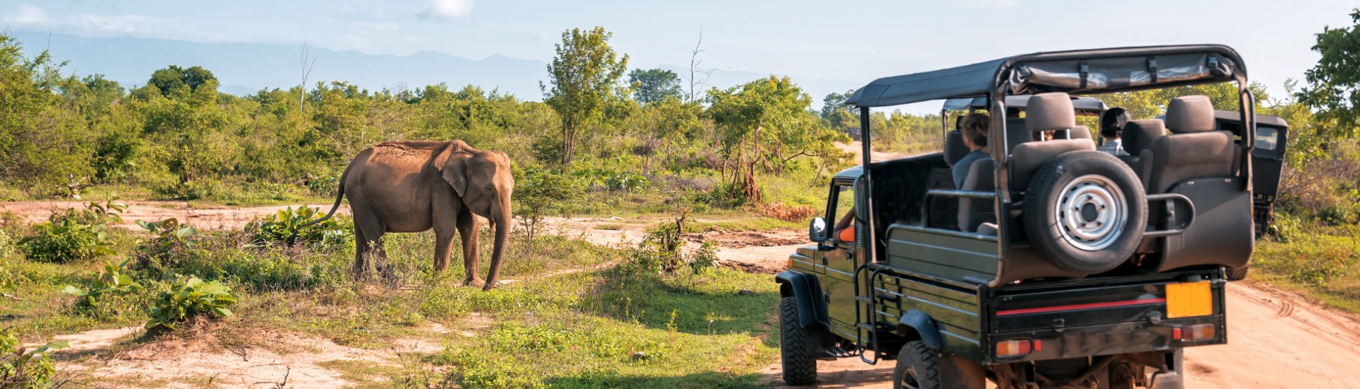 safari