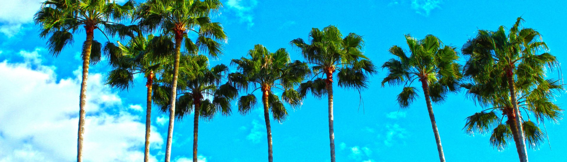 palm trees blue sky