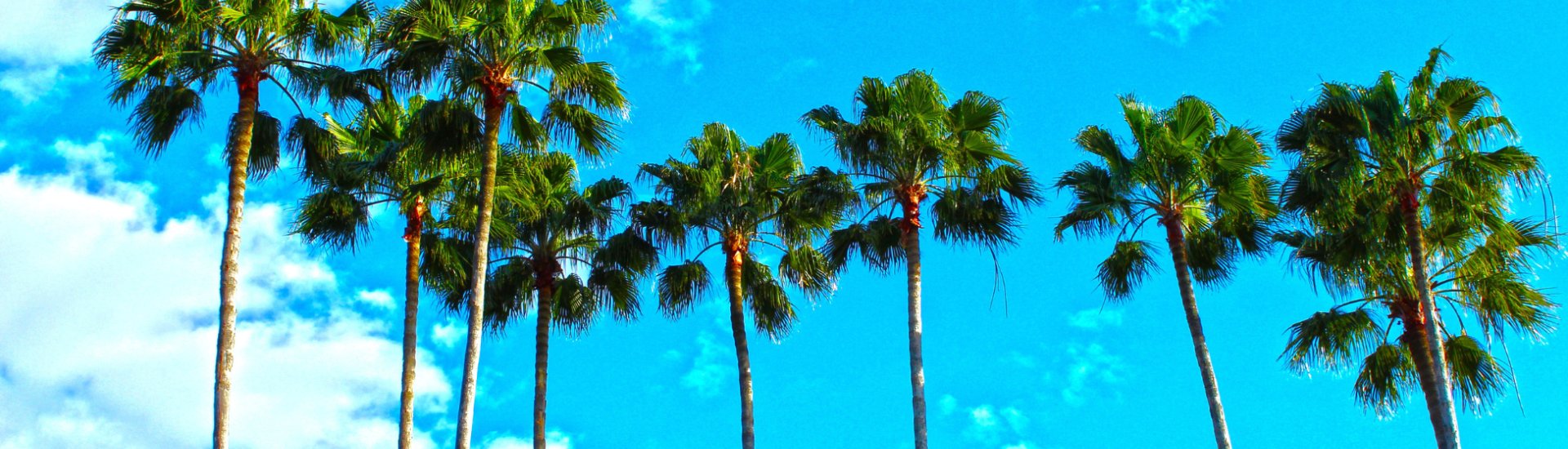 Palm Trees