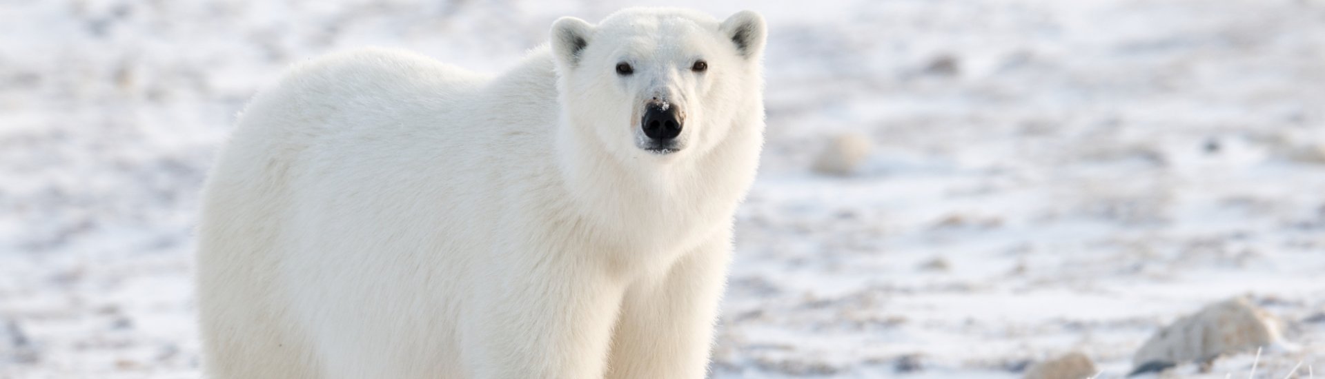 Canada polar bear