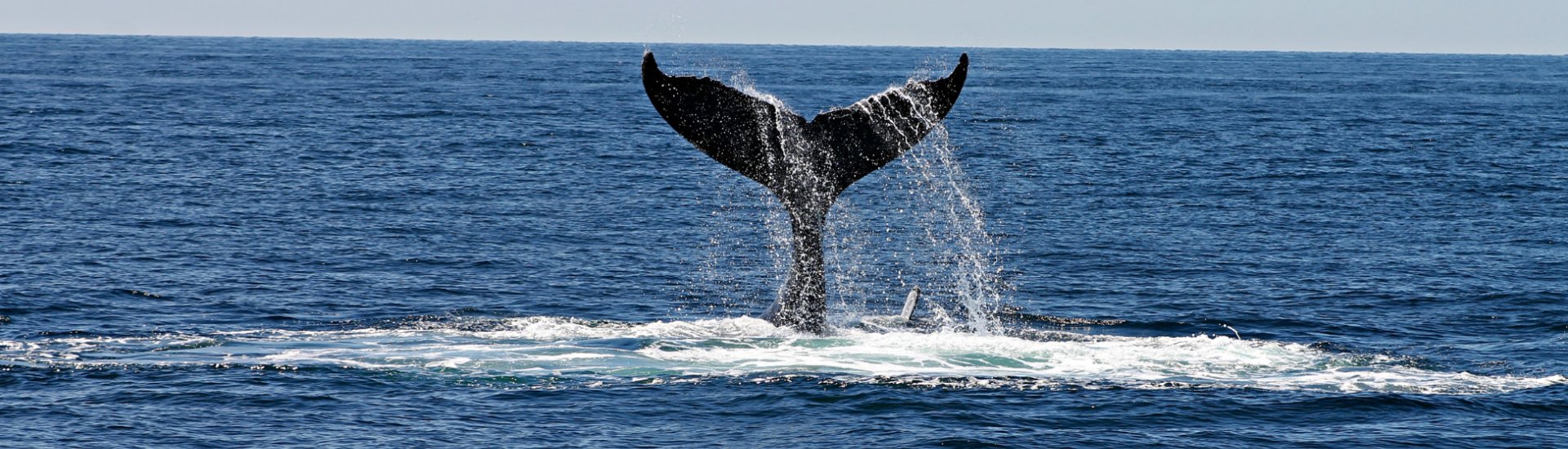 canada whale