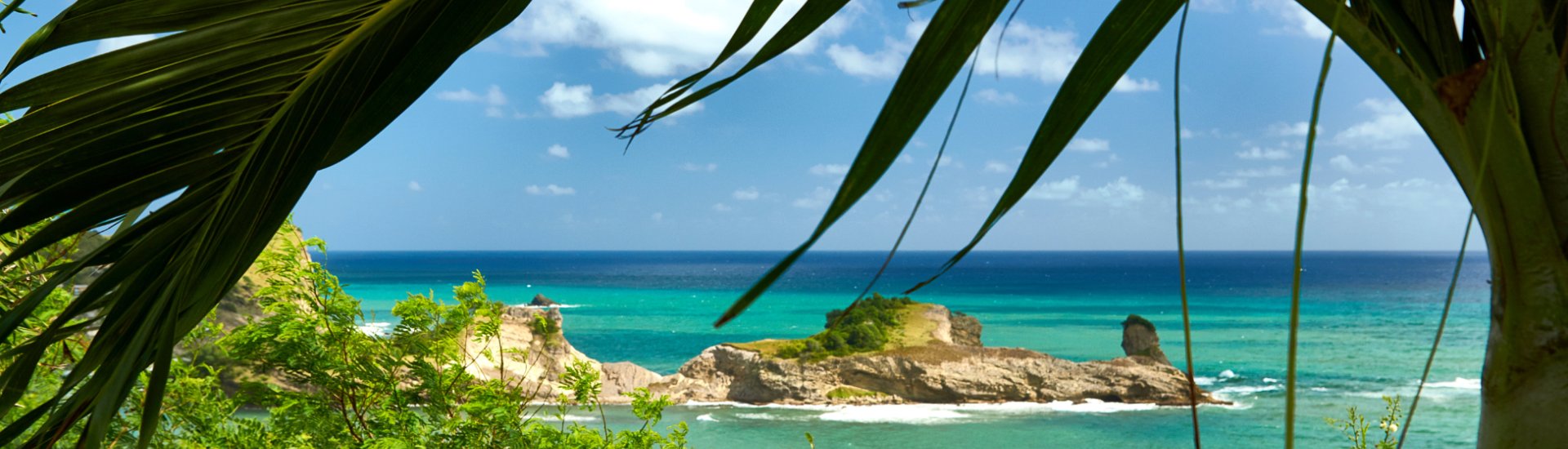 St Lucia beach palm frond