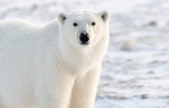 polar bear