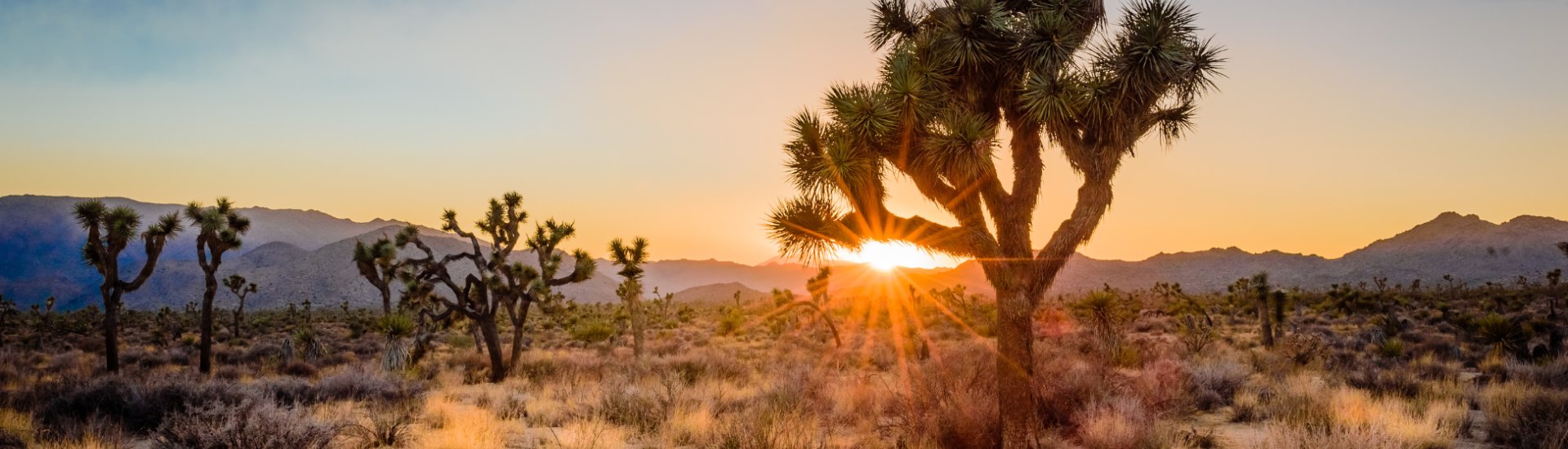 Joshua Tree National Park