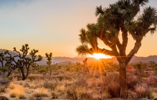 Joshua Tree National Park