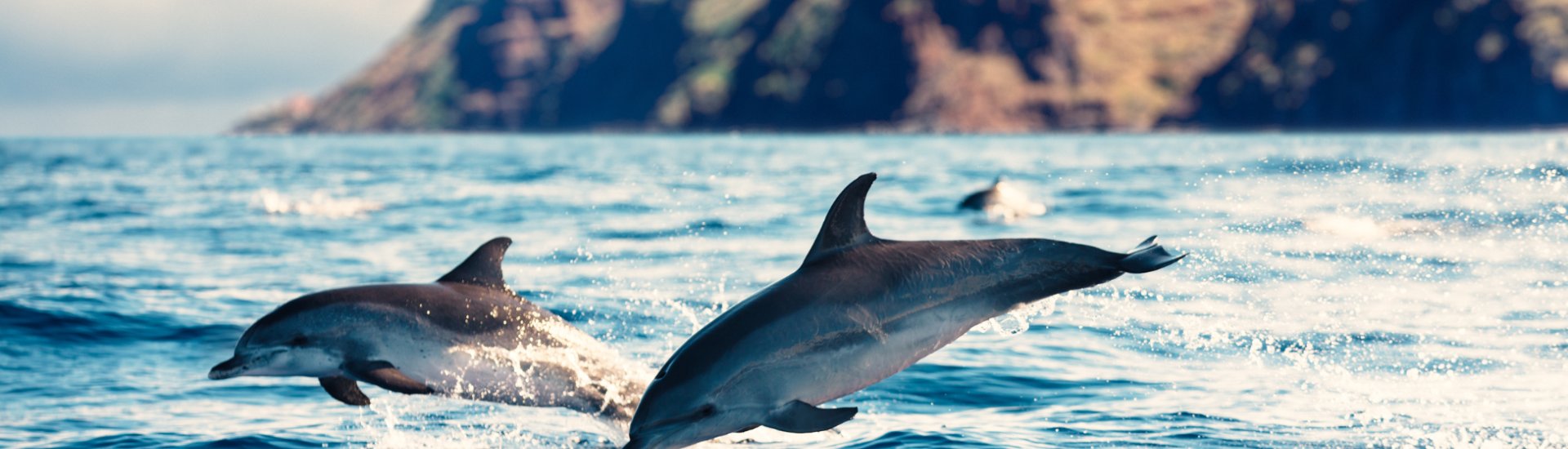 Dolphins Madeira