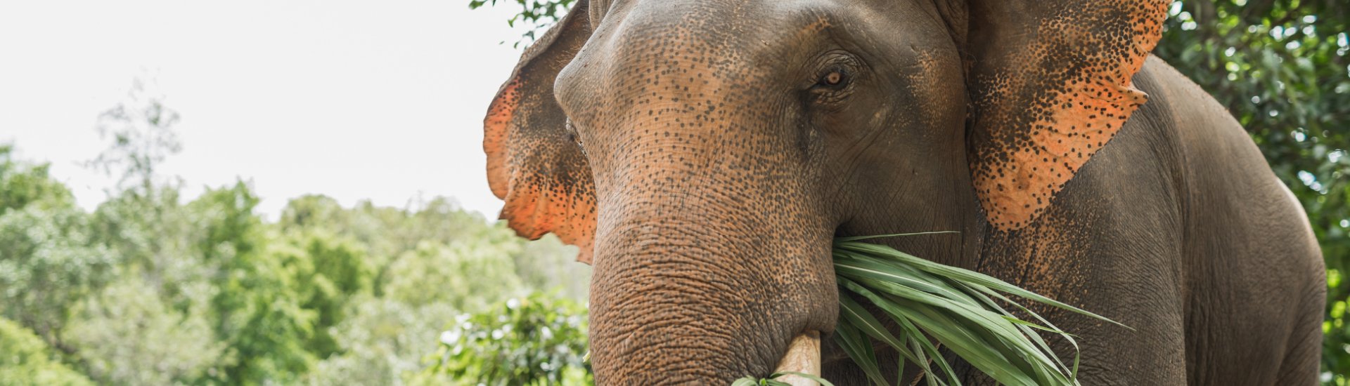 thailand elephant